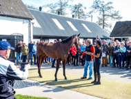 NH220326-26 - Thewoodcorner